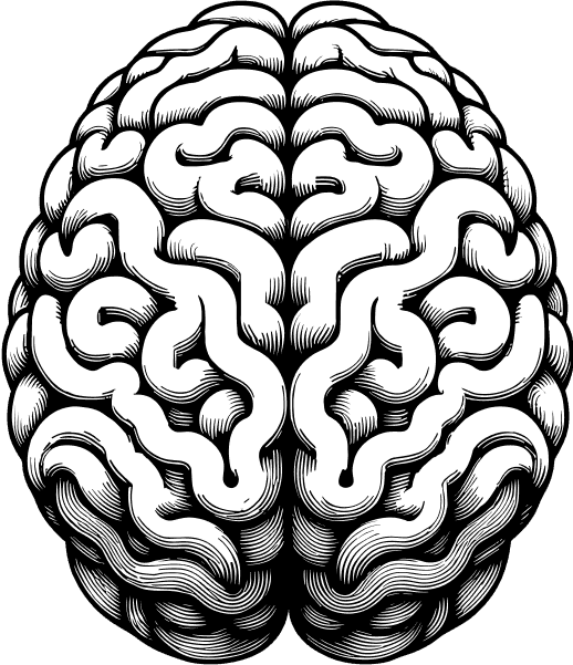 A brain